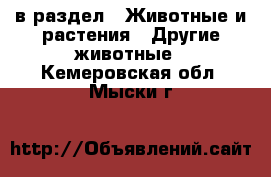  в раздел : Животные и растения » Другие животные . Кемеровская обл.,Мыски г.